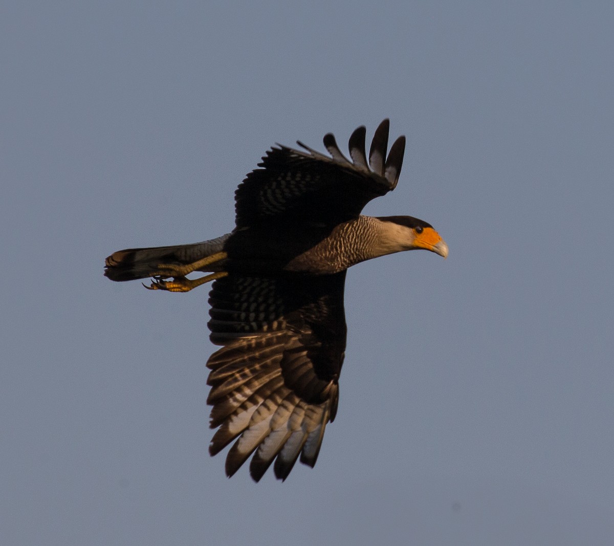 Crested Caracara (Southern) - ML79791321