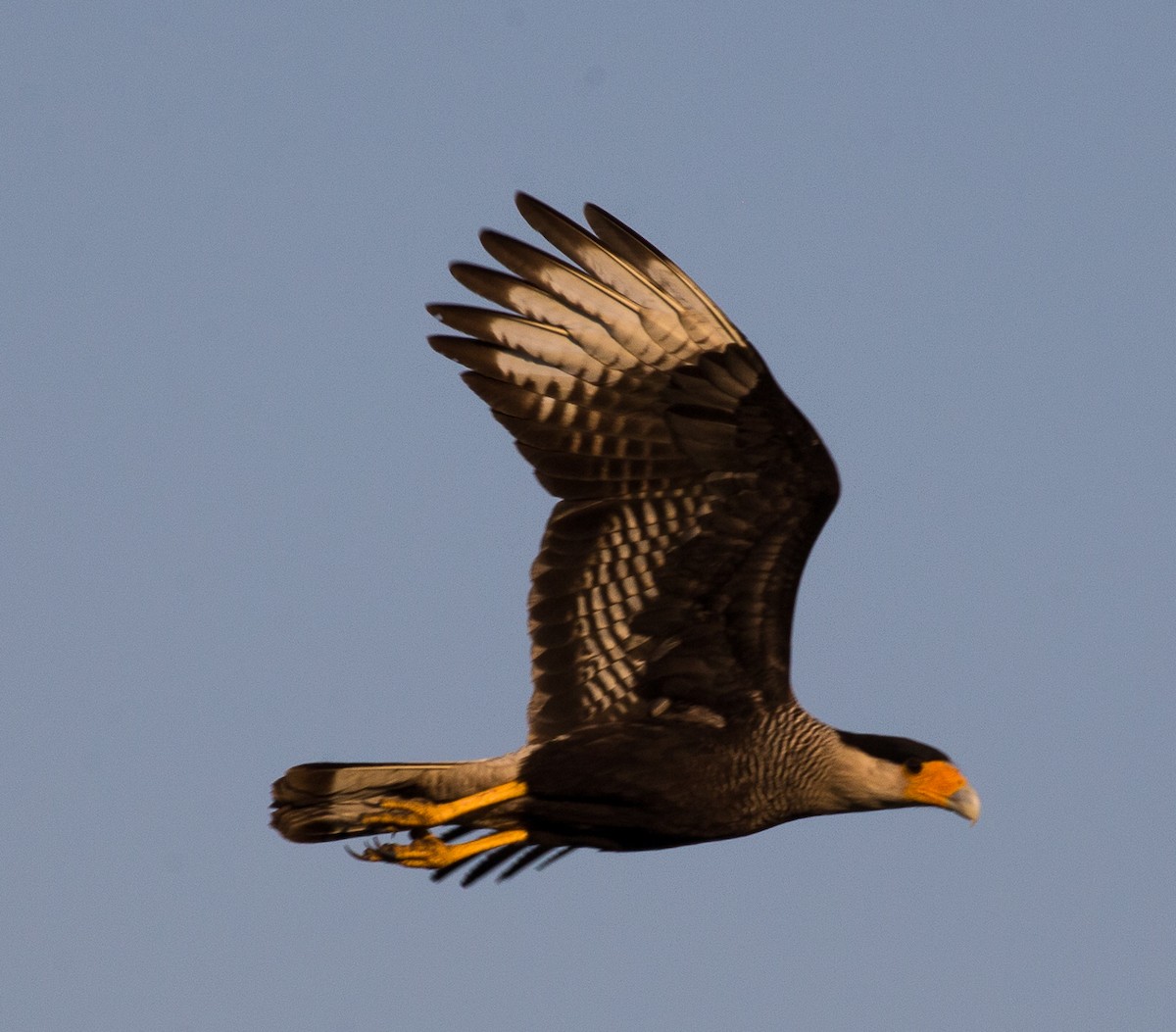 Crested Caracara (Southern) - ML79791331