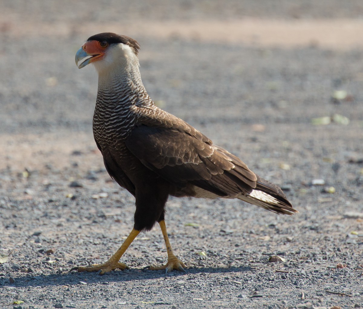 Crested Caracara (Southern) - ML79791341