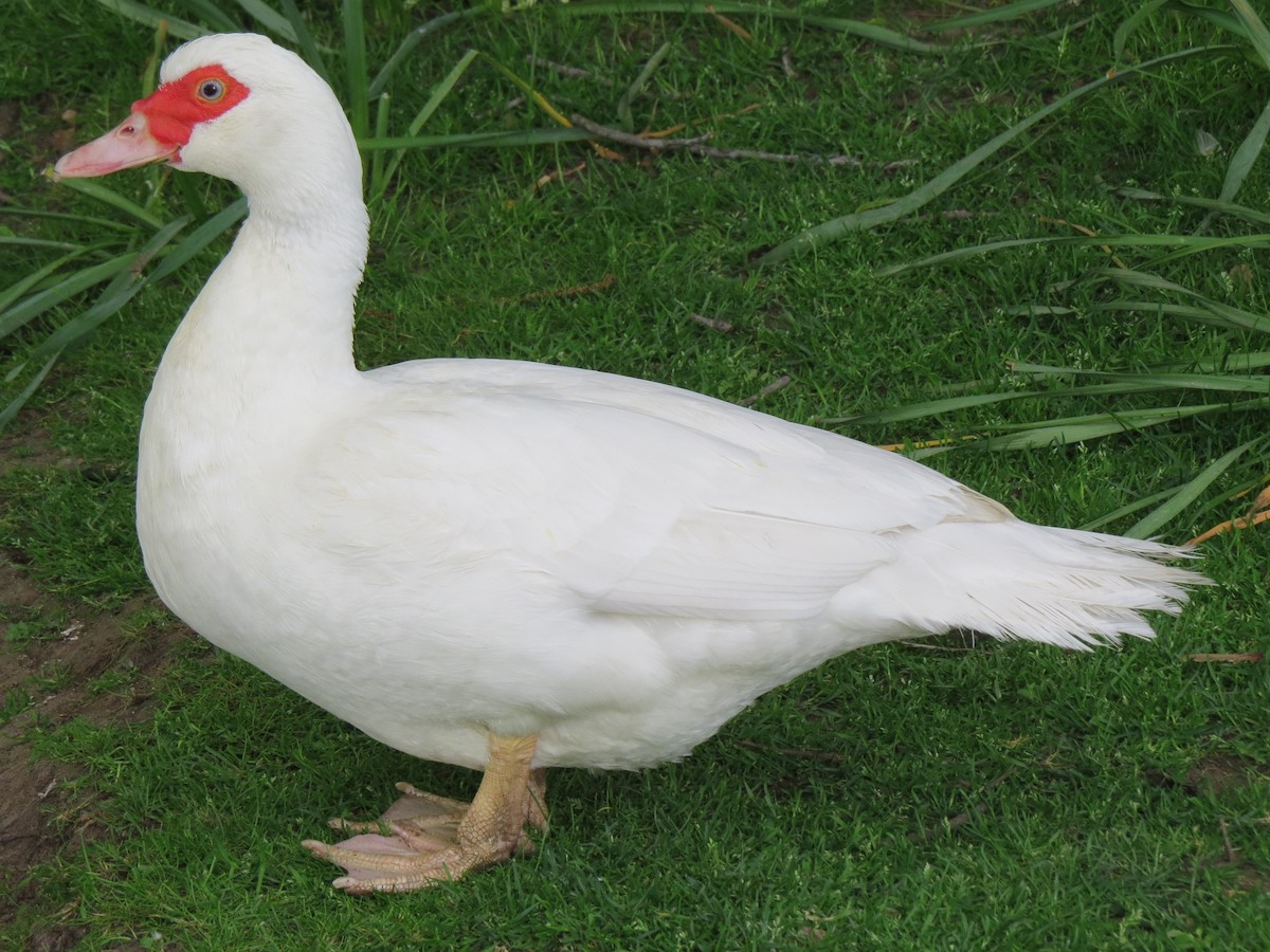 Muscovy Duck (Domestic type) - ML79798561