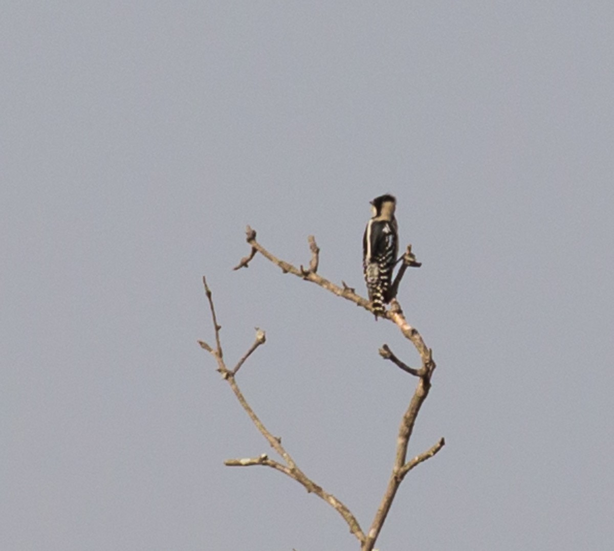 White-fronted Woodpecker - ML79799531