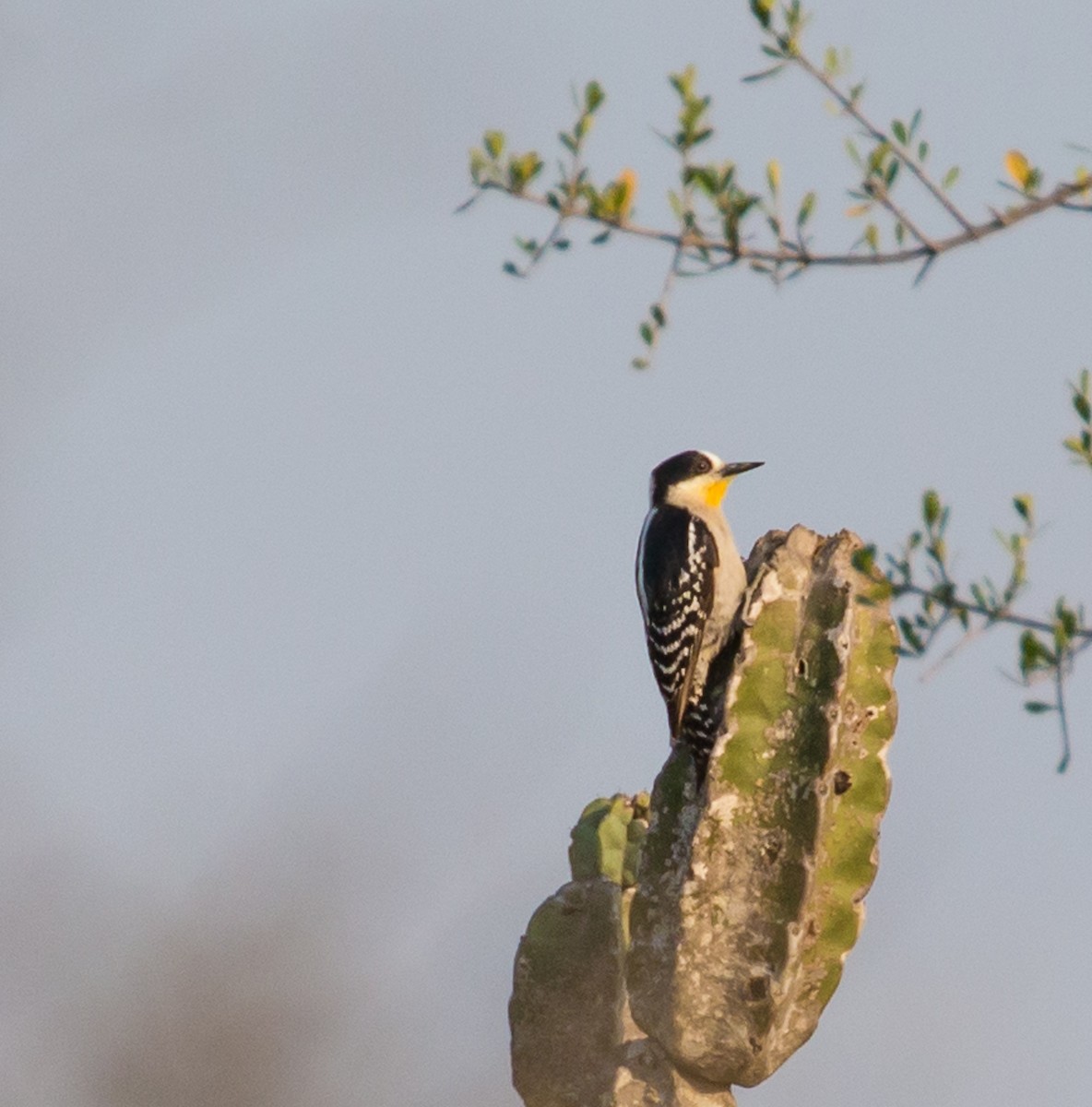 White-fronted Woodpecker - ML79799551