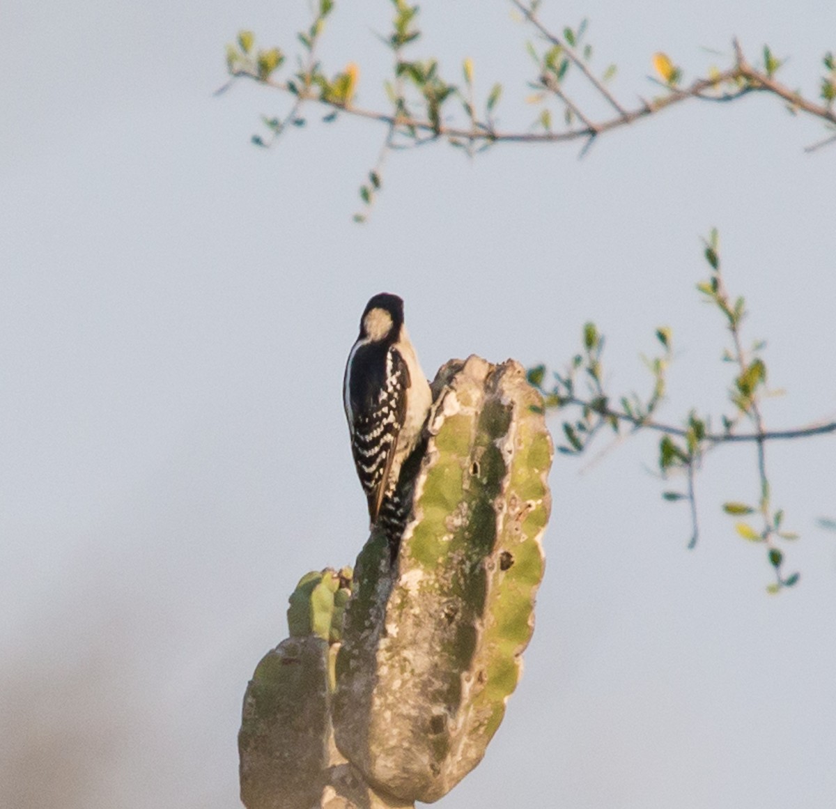White-fronted Woodpecker - ML79799561