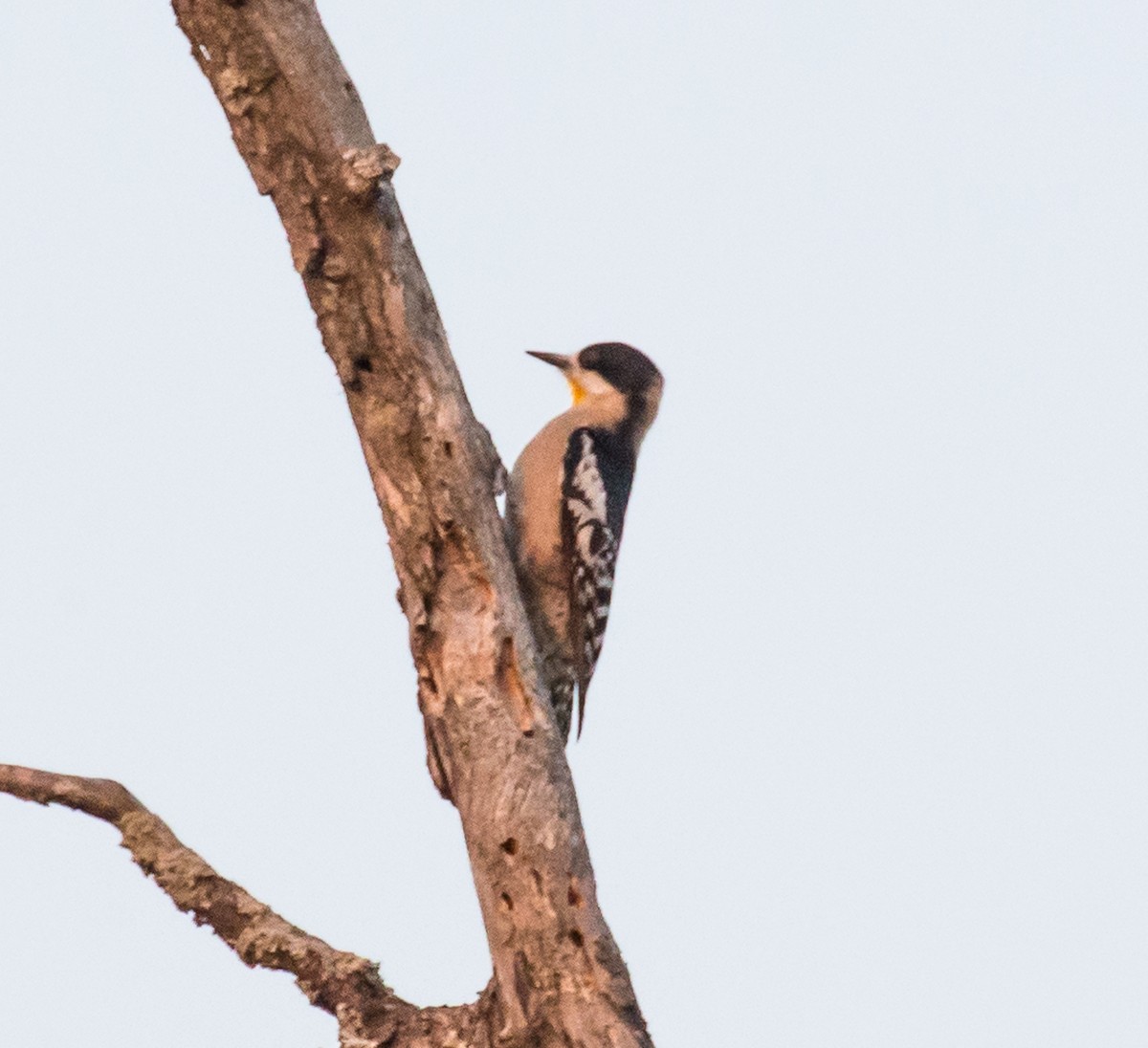 White-fronted Woodpecker - ML79799571