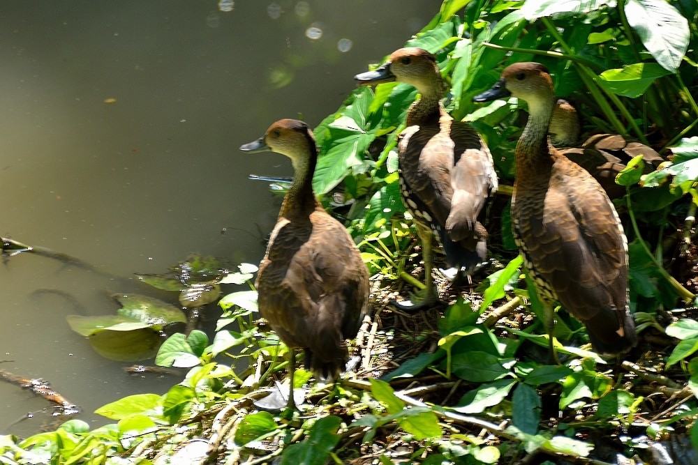 West Indian Whistling-Duck - ML79801671