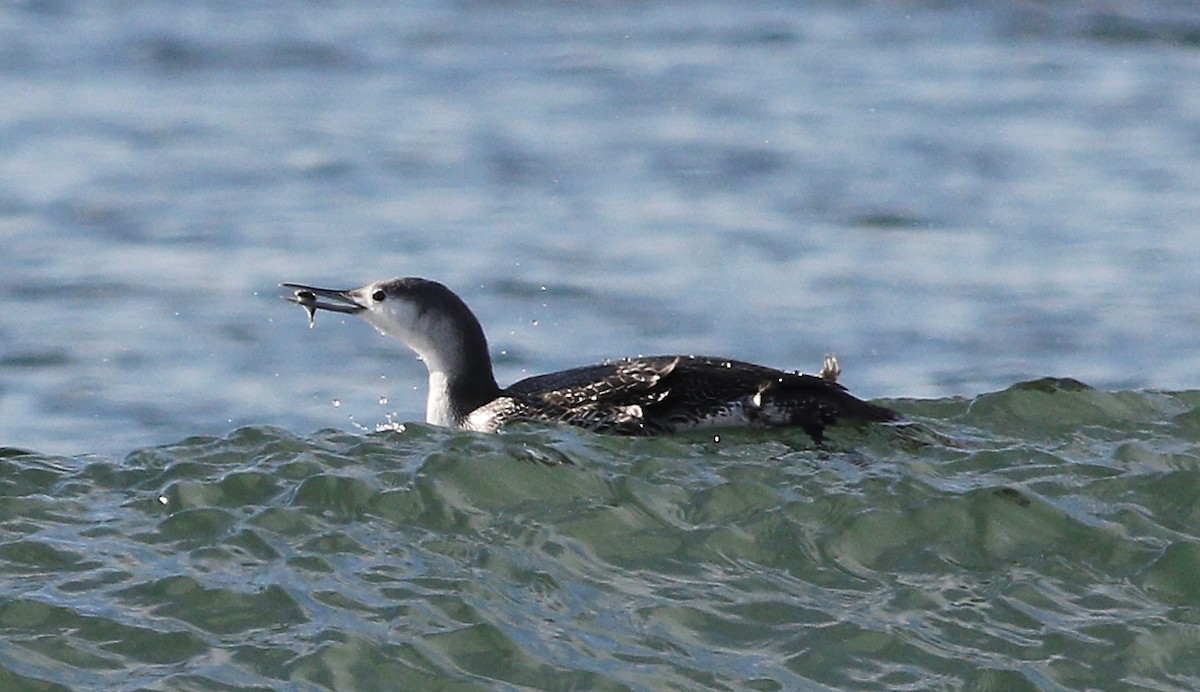 Red-throated Loon - Gary Jarvis