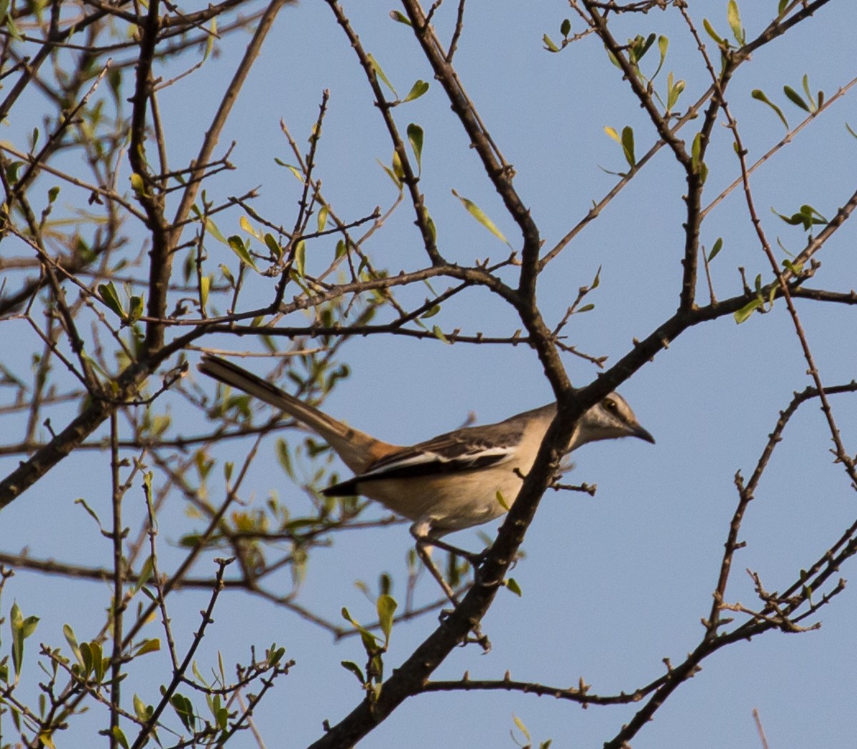 White-banded Mockingbird - Meg Barron