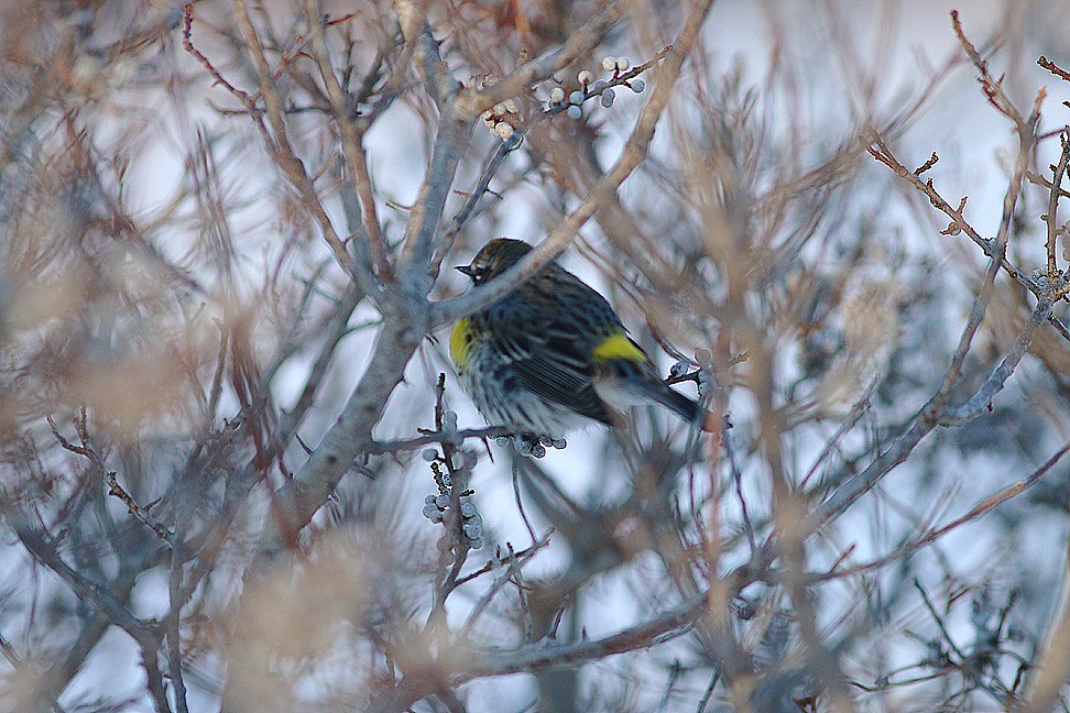 Yellow-rumped Warbler (Myrtle) - Mike Fahay