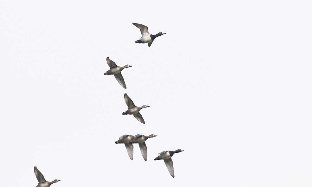 Ring-necked Duck - ML79808151