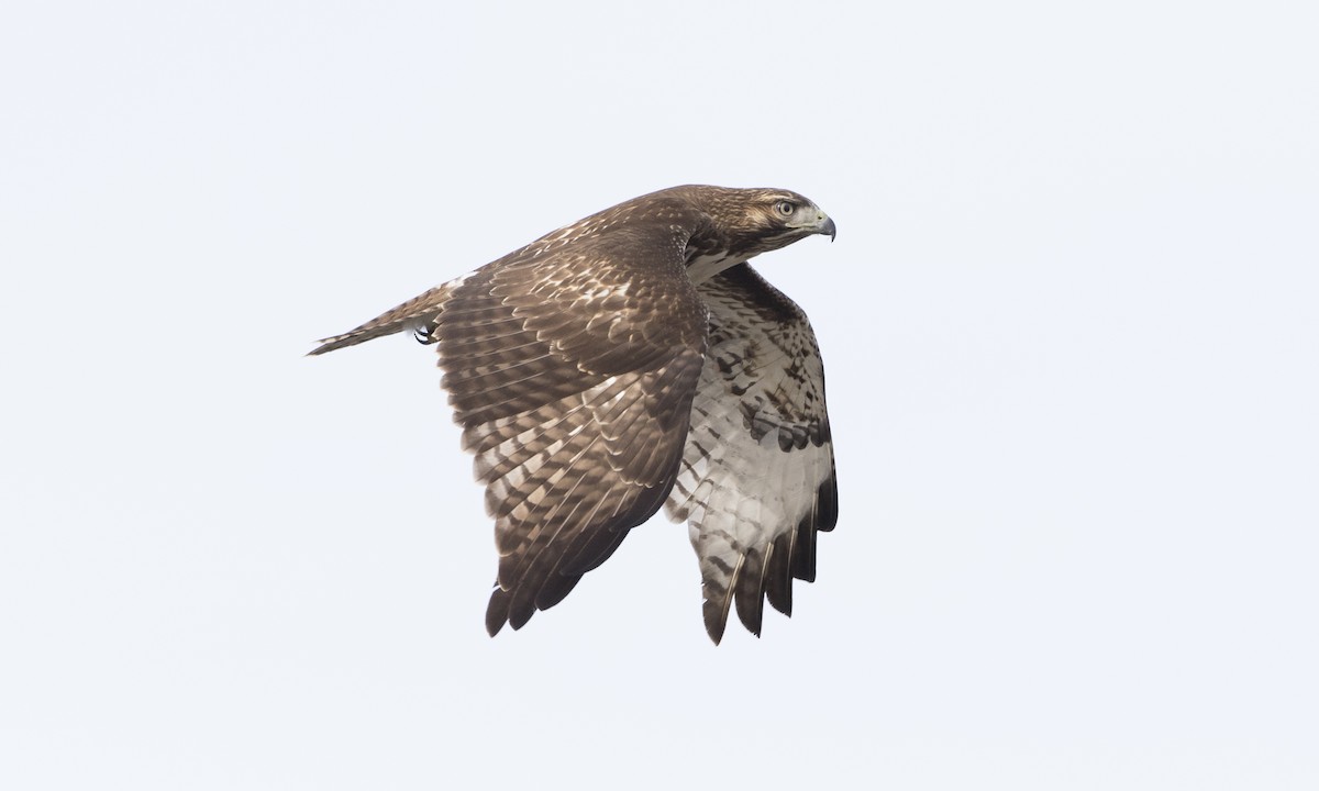 Red-tailed Hawk (calurus/alascensis) - ML79808261