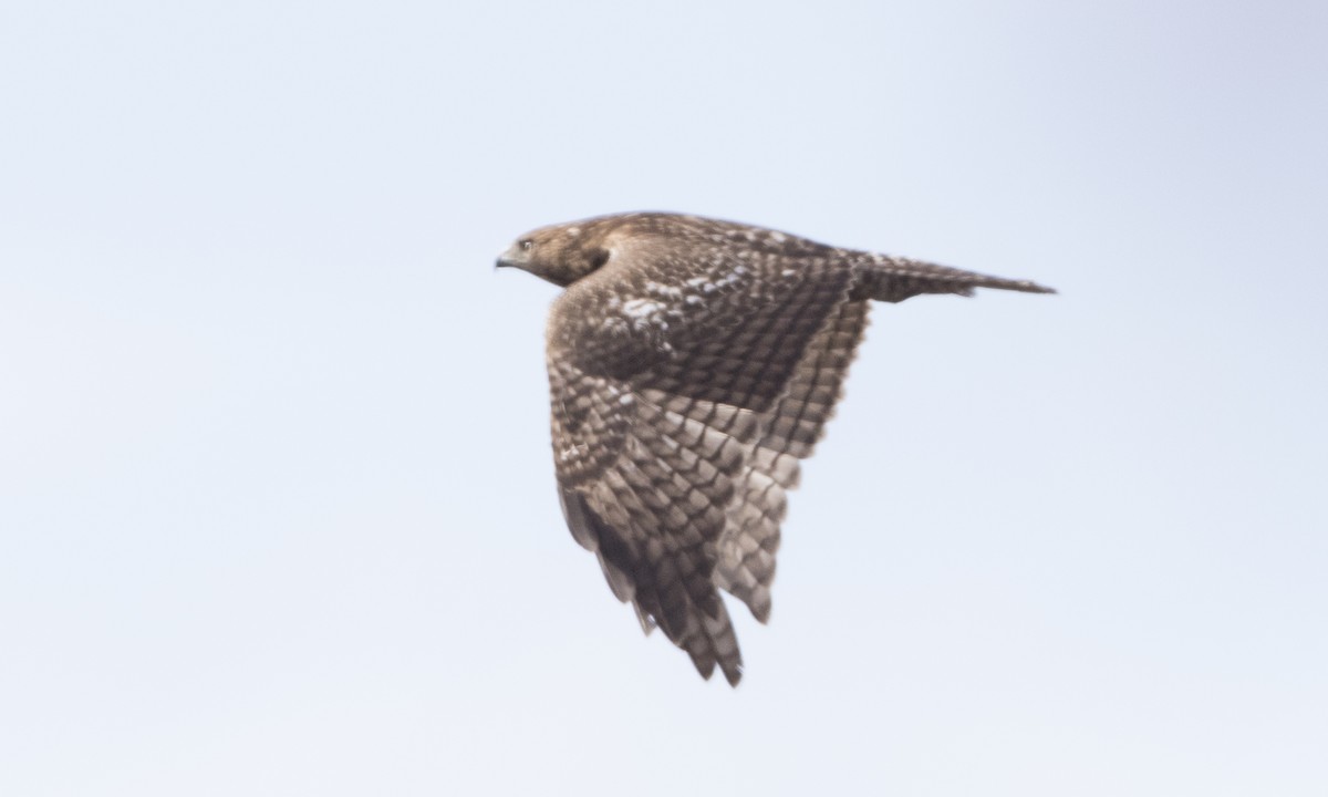 Red-tailed Hawk (Harlan's) - ML79808451