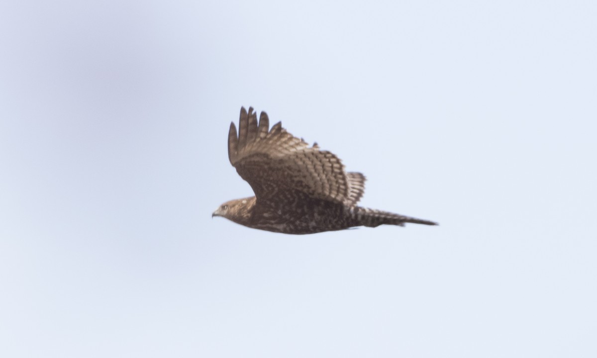 Red-tailed Hawk (Harlan's) - ML79808461