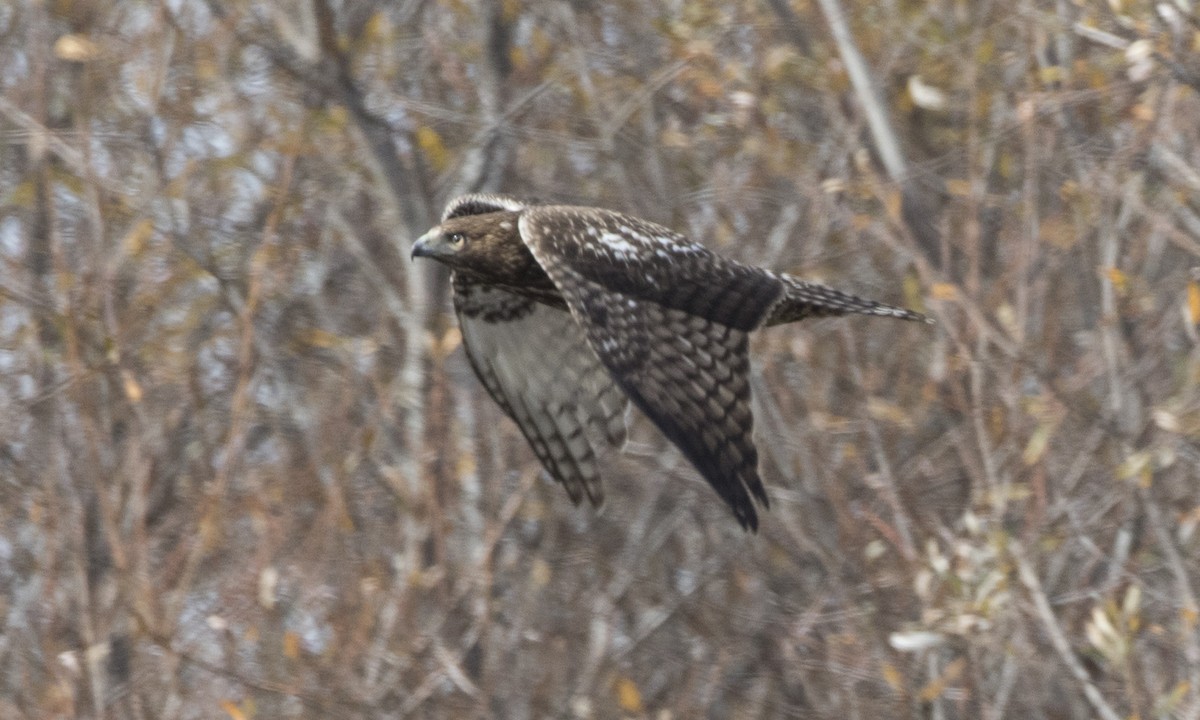 Red-tailed Hawk (Harlan's) - ML79808501