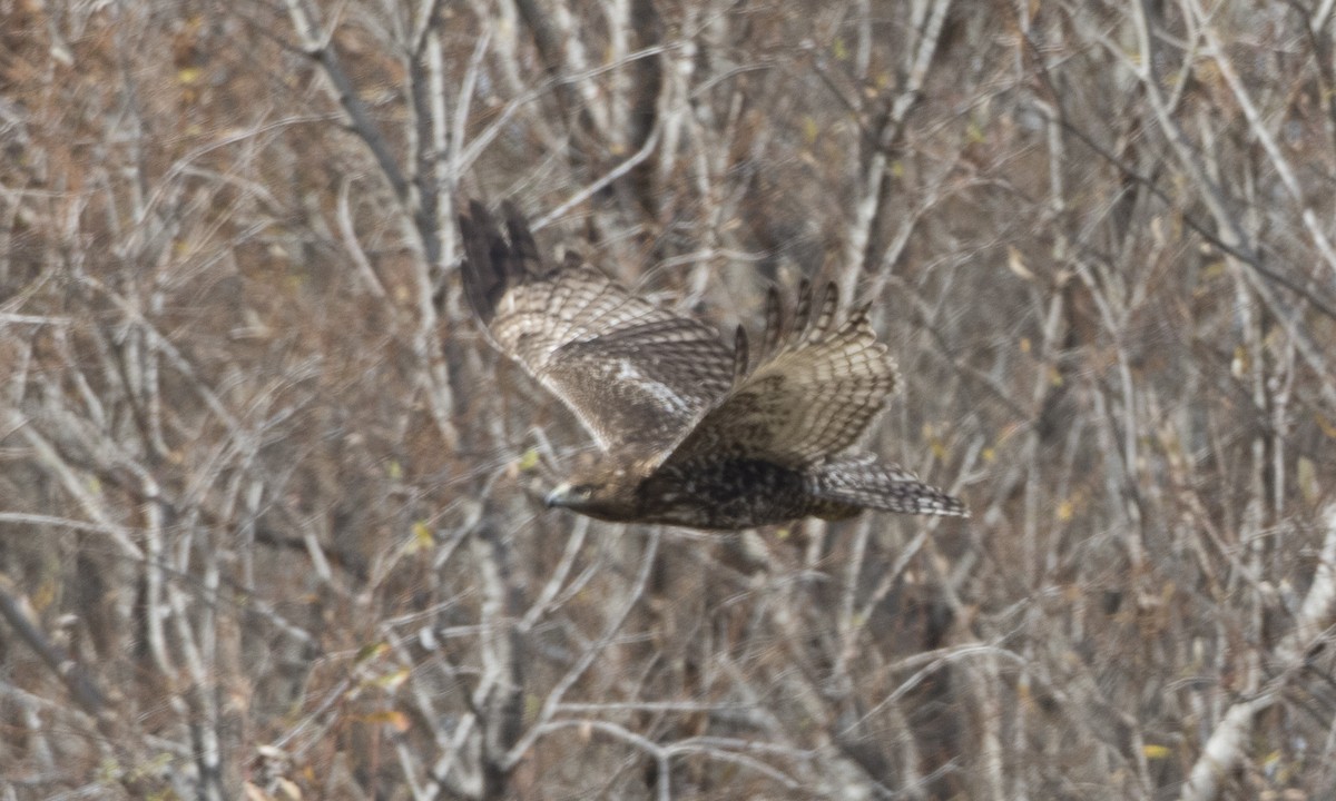 Red-tailed Hawk (Harlan's) - ML79808561