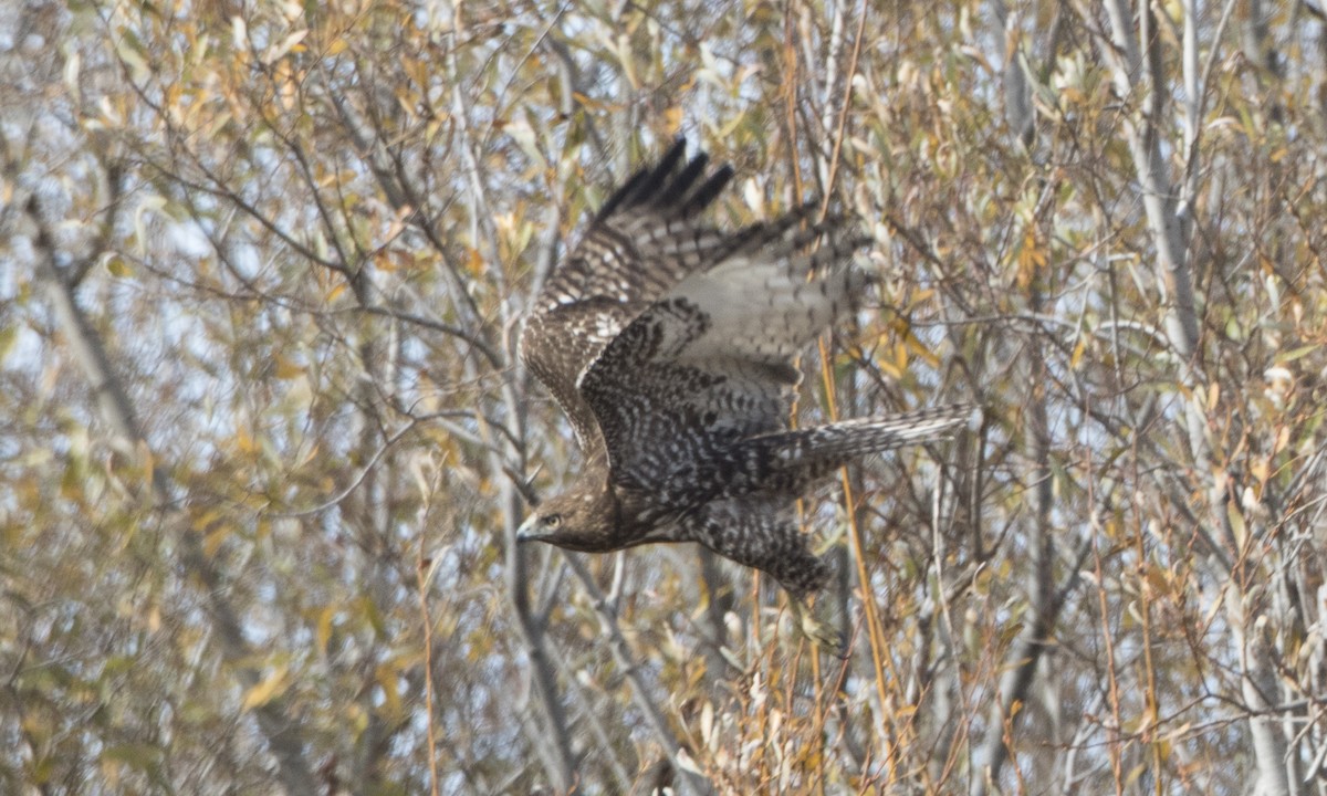 Red-tailed Hawk (Harlan's) - ML79808571