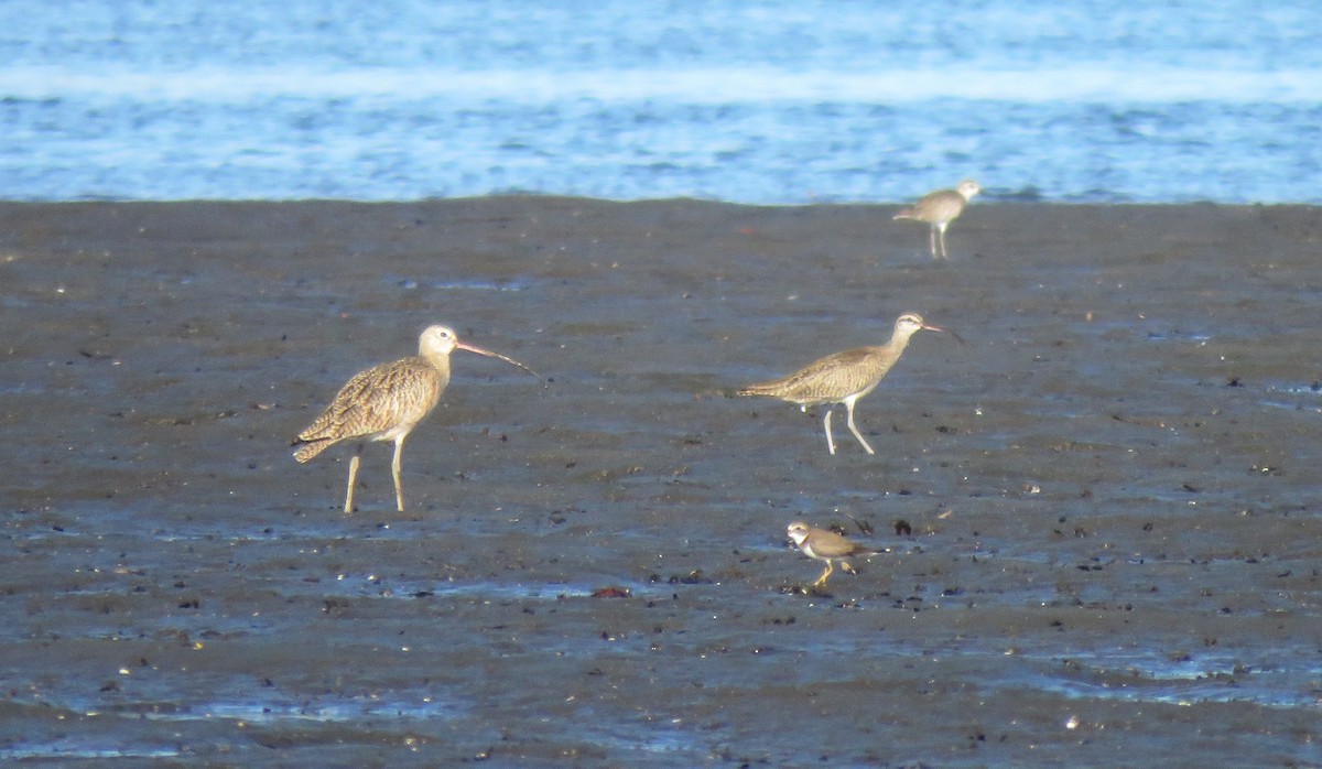 Long-billed Curlew - ML79808951