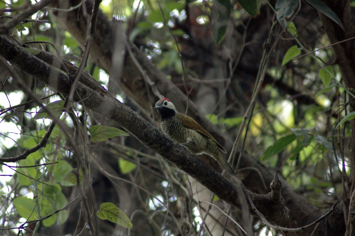 Golden-olive Woodpecker - ML79812051