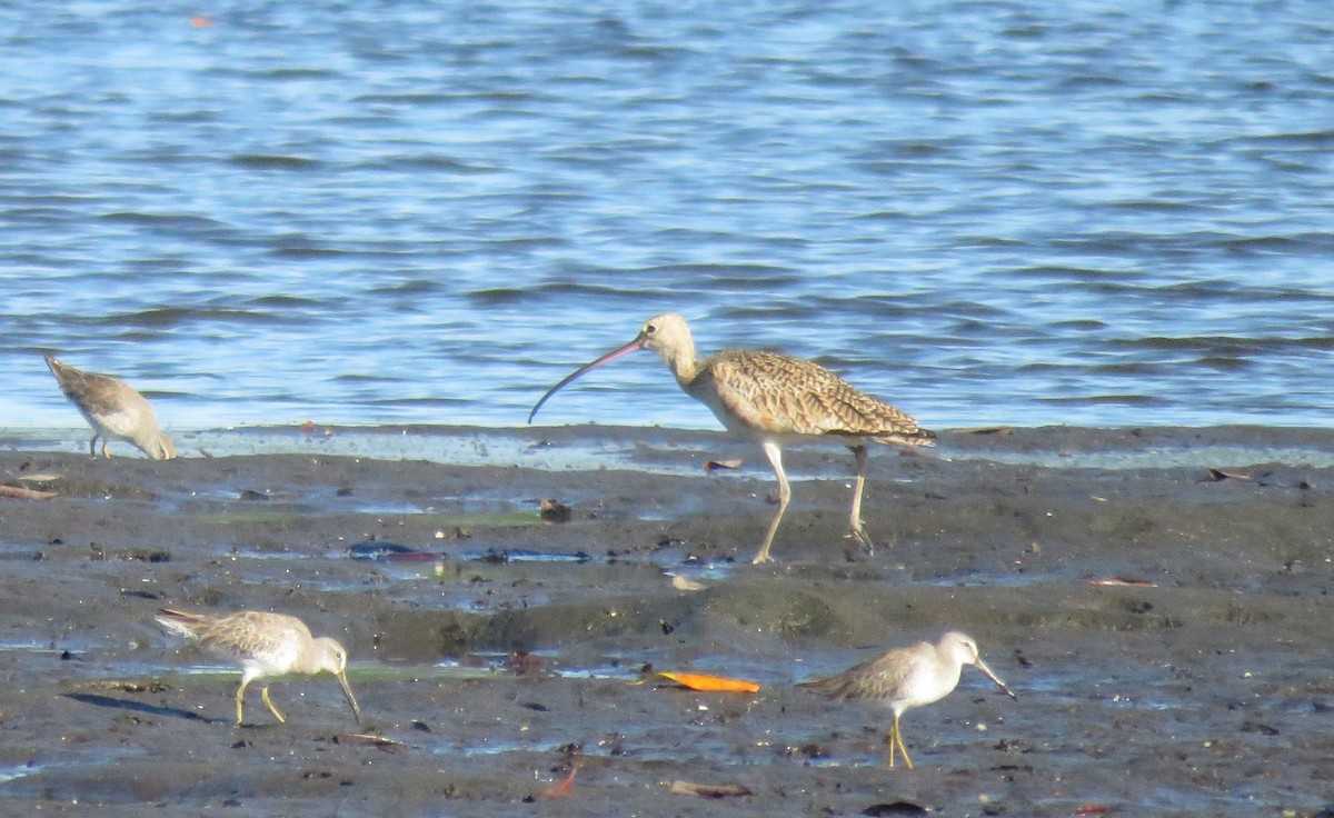 Long-billed Curlew - ML79812141