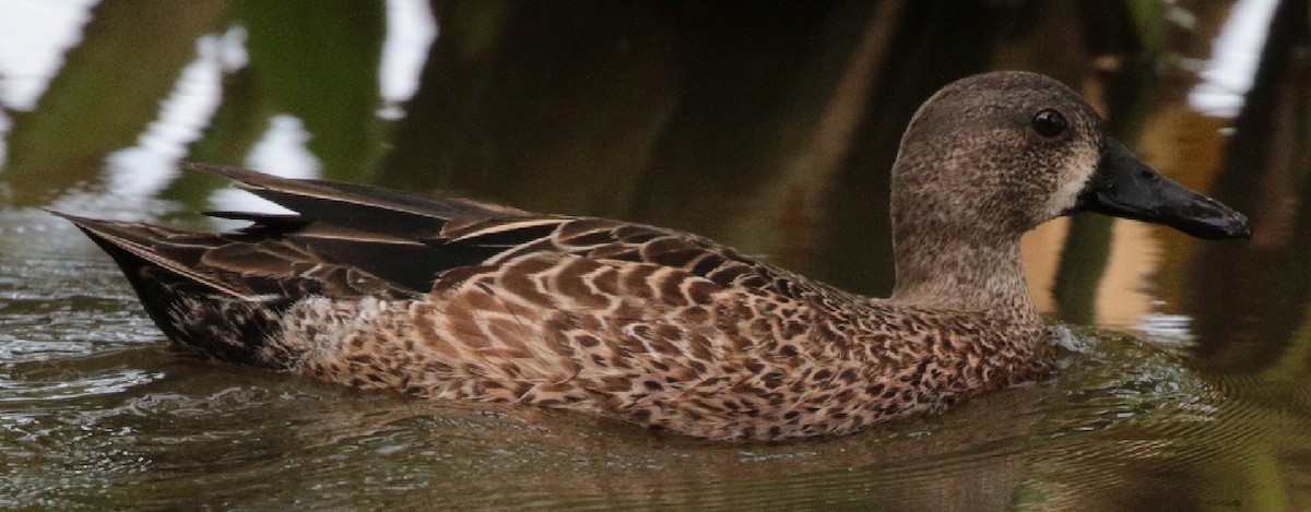 Blue-winged Teal - ML79812461