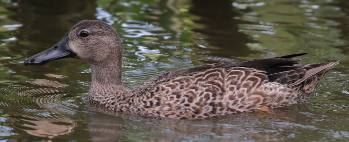 Blue-winged Teal - ML79812491