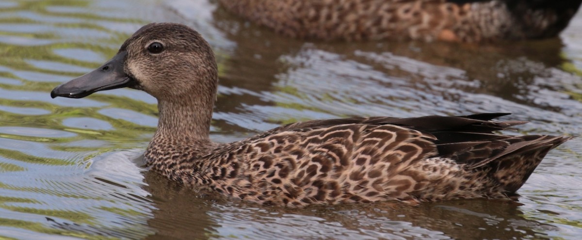 Blue-winged Teal - ML79812501