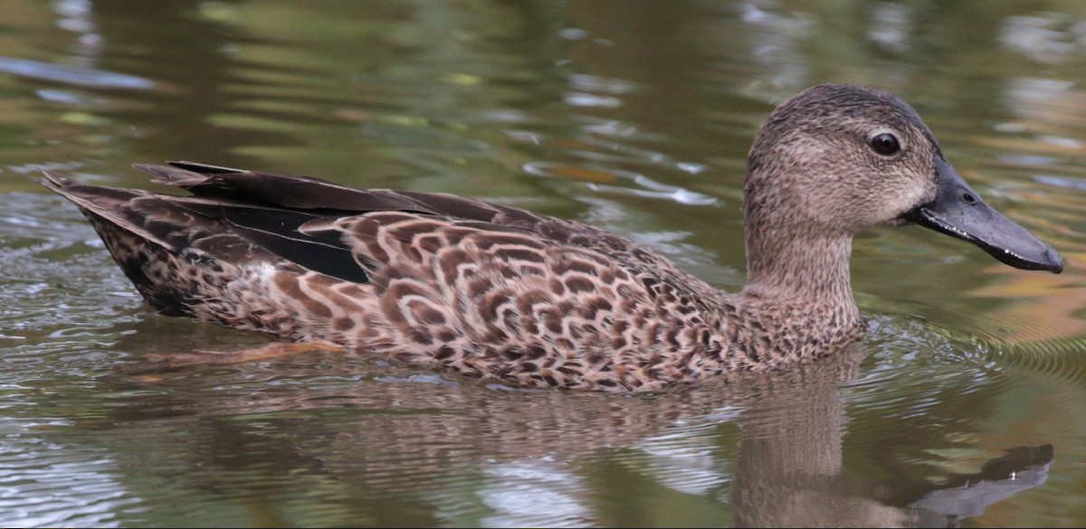 Blue-winged Teal - ML79812511