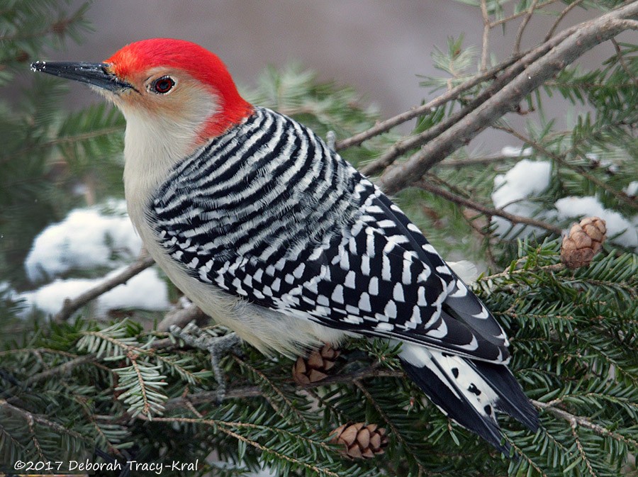 Red-bellied Woodpecker - Deborah Kral