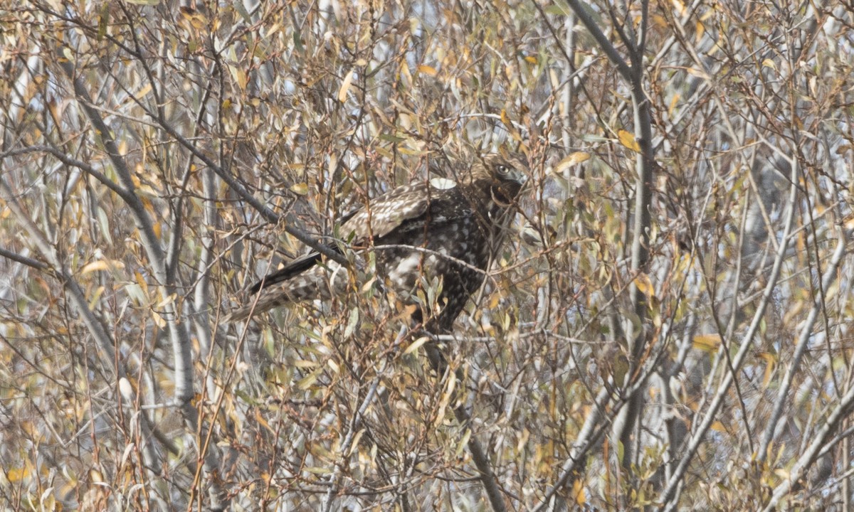Red-tailed Hawk (Harlan's) - ML79813921