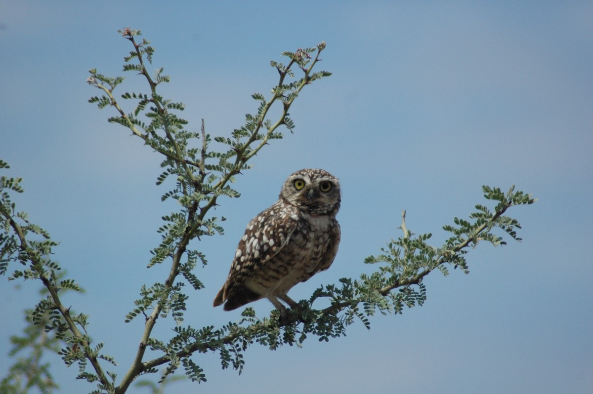 Burrowing Owl - ML79814611