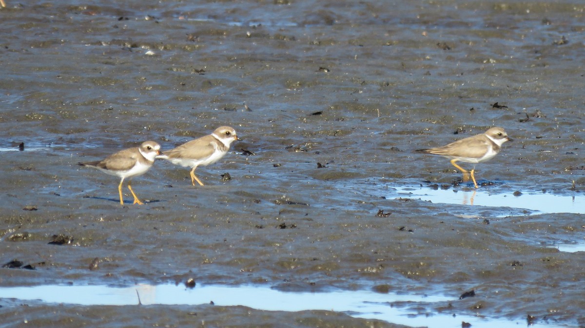 Semipalmated Plover - ML79814781