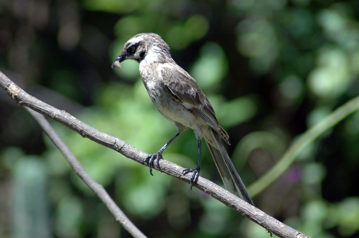 Long-tailed Mockingbird - Ricardo Brandao