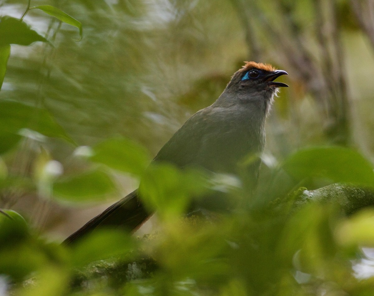 Red-fronted Coua - Eric Barnes