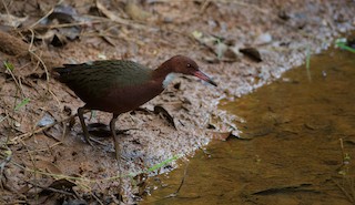  - White-throated Rail