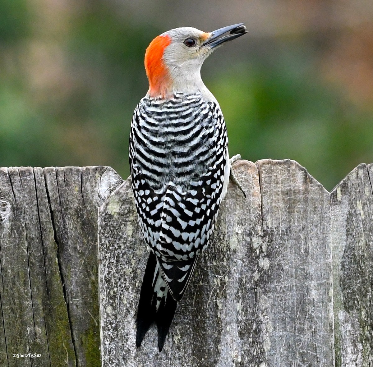 Red-bellied Woodpecker - Suzanne Zuckerman