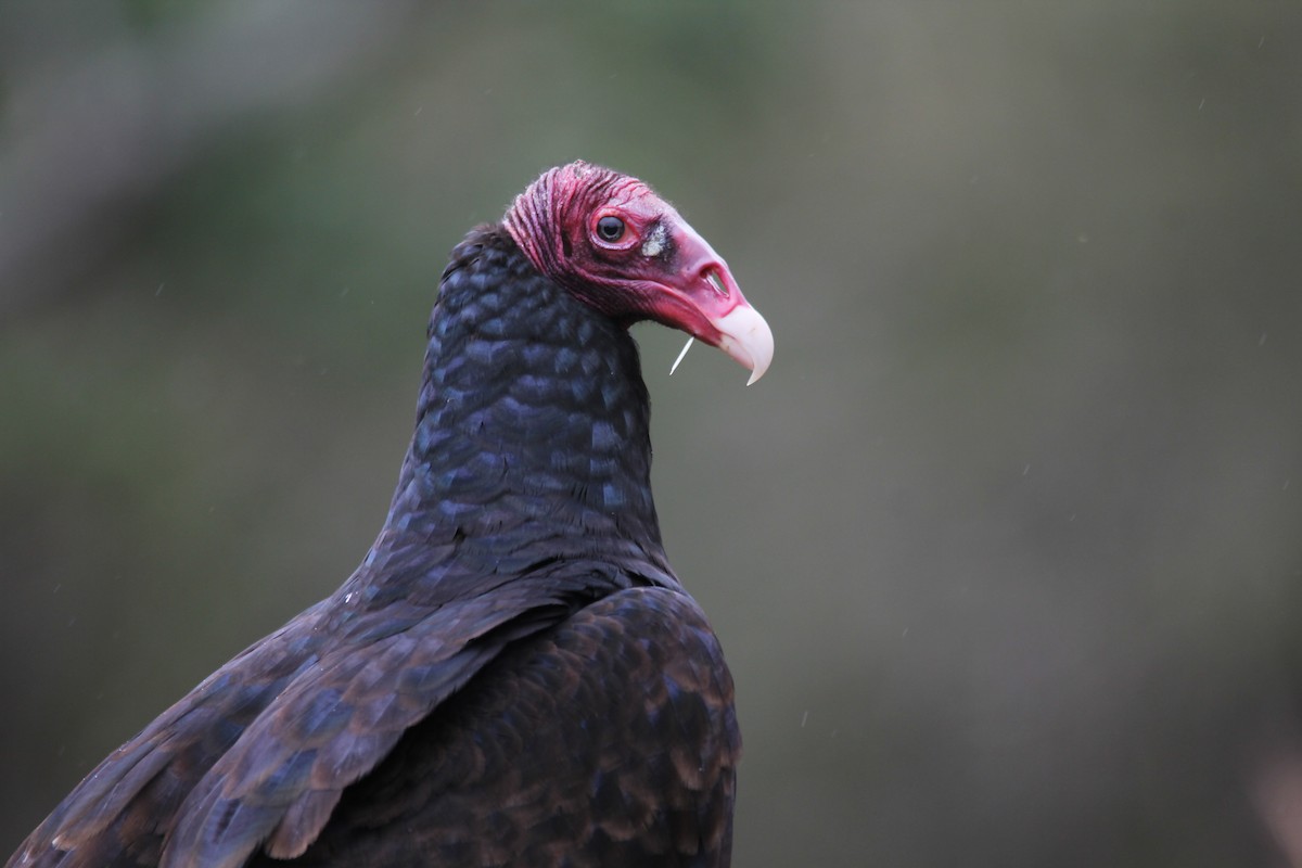 Turkey Vulture - Murielle Moya