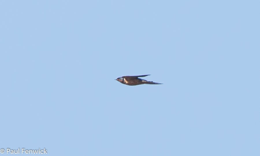 Barn Swallow - ML79820631