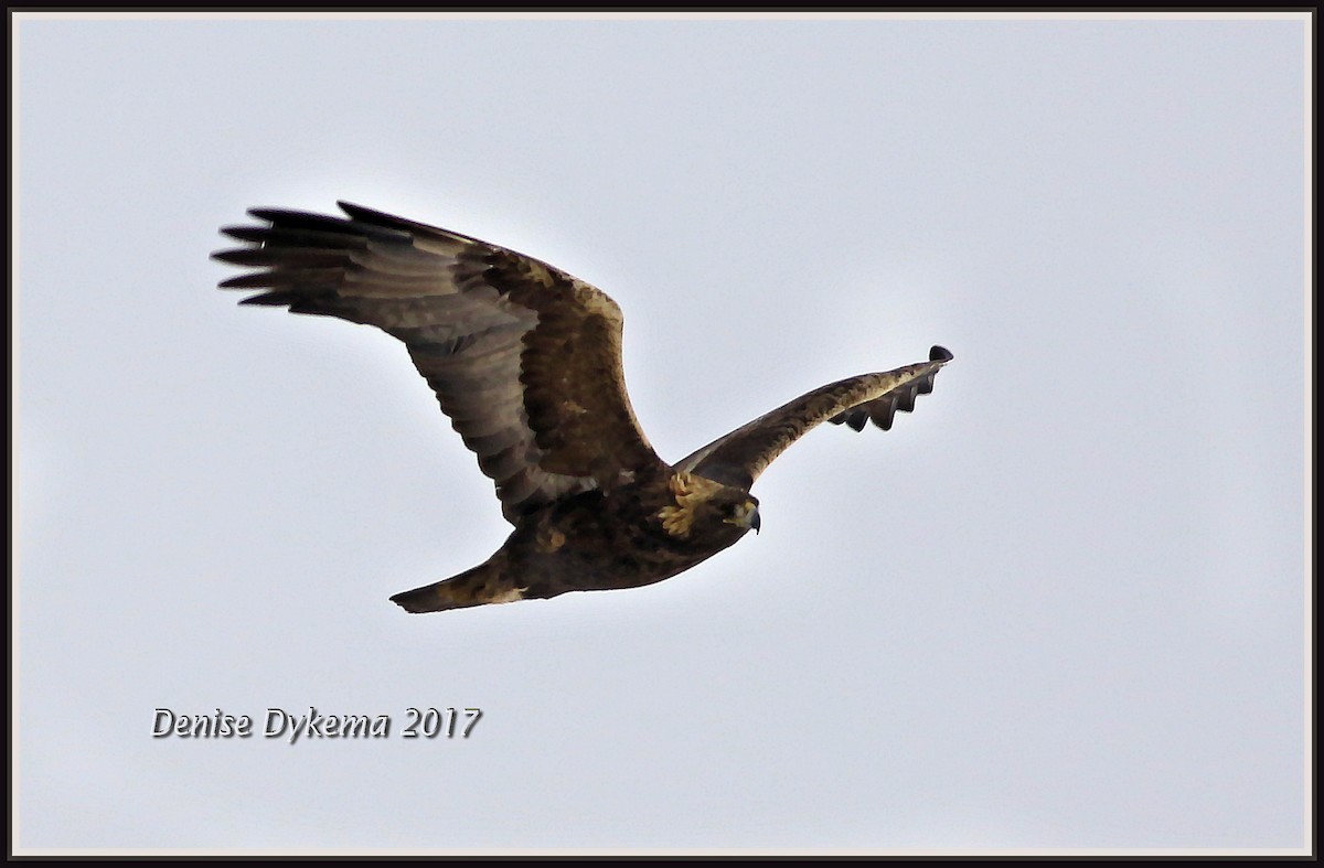 Golden Eagle - Denise Dykema