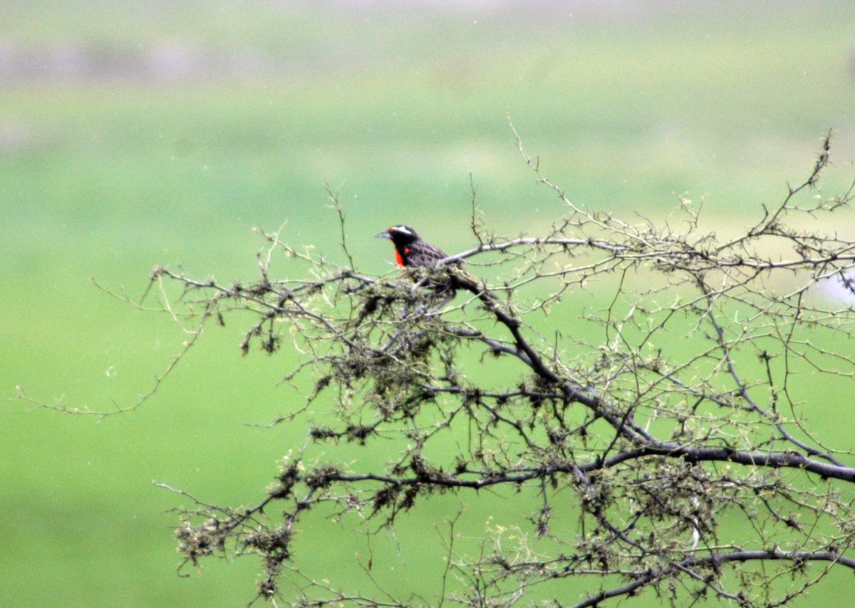 Peruvian Meadowlark - Ricardo Brandao
