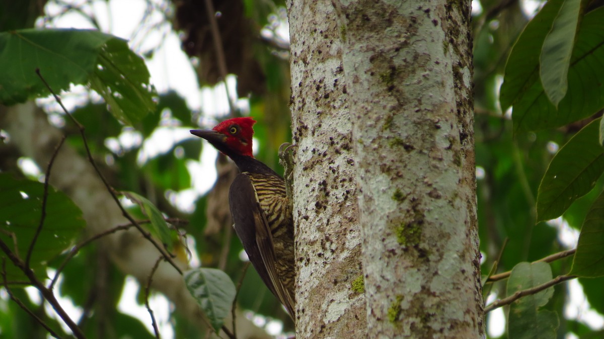 Guayaquil Woodpecker - Jorge Muñoz García   CAQUETA BIRDING