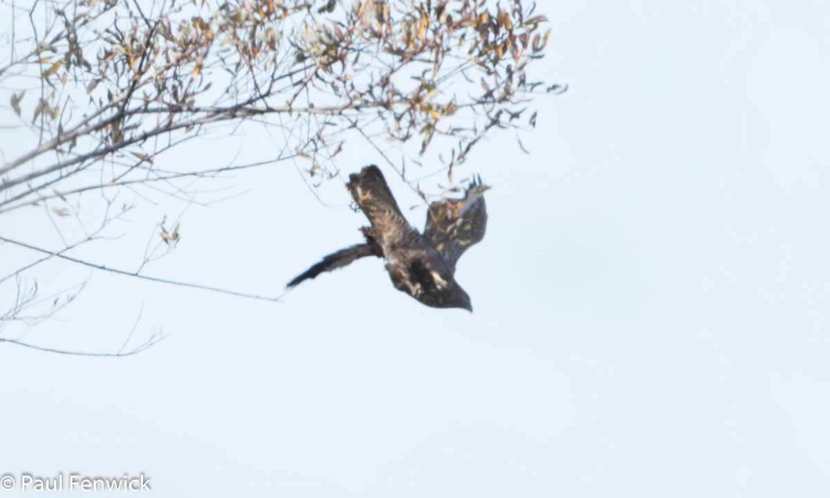 Red-tailed Hawk (Harlan's) - ML79823931