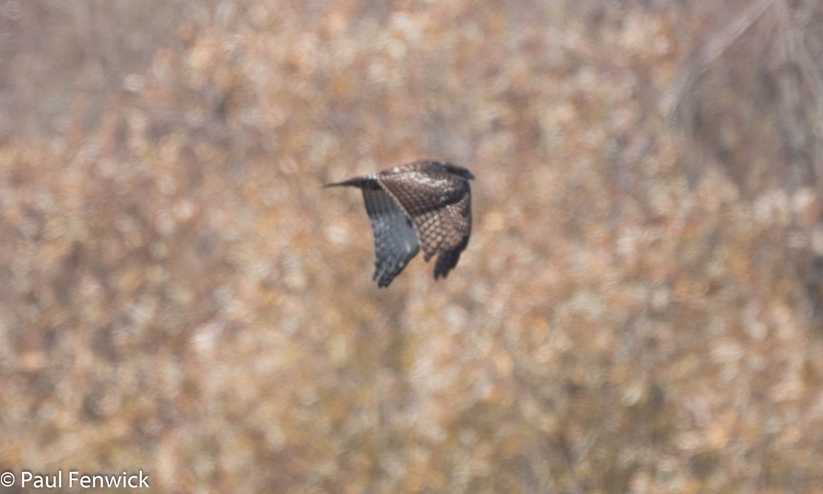 Red-tailed Hawk (Harlan's) - ML79823941