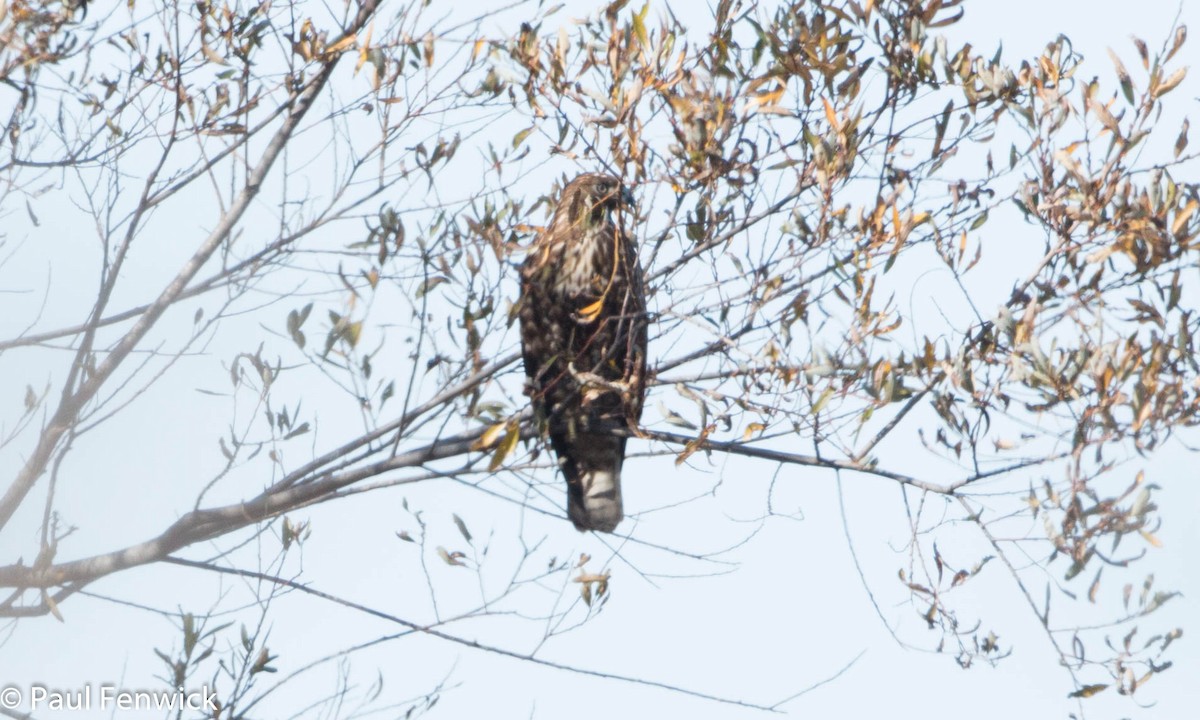 Red-tailed Hawk (Harlan's) - ML79823961
