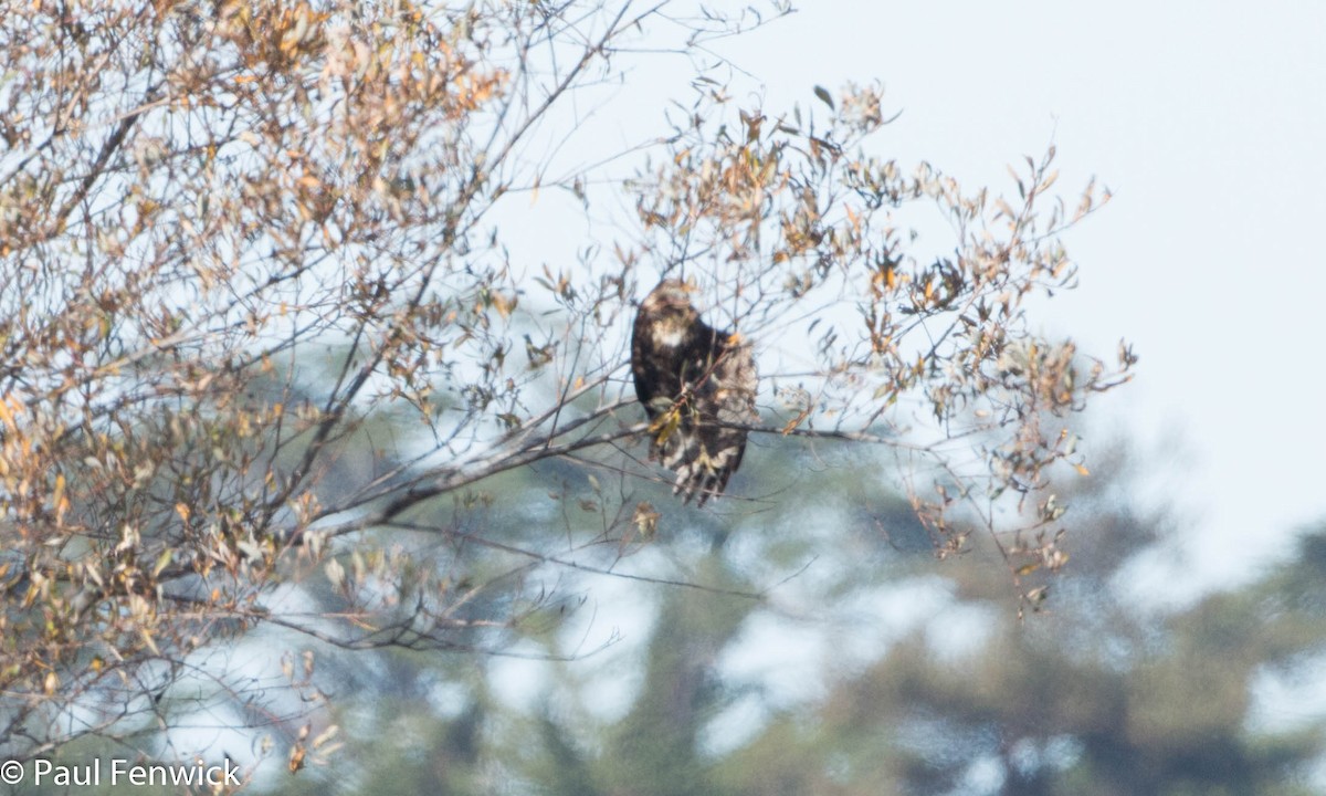 Red-tailed Hawk (Harlan's) - ML79823971