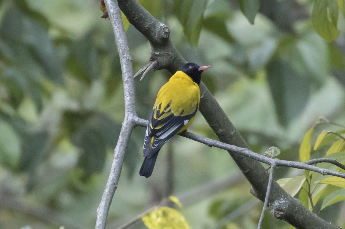 Black-tailed Oriole - Michael Todd