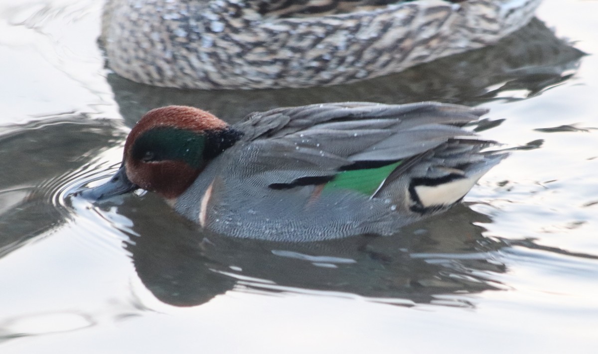 Green-winged Teal - Jean Laperrière COHL