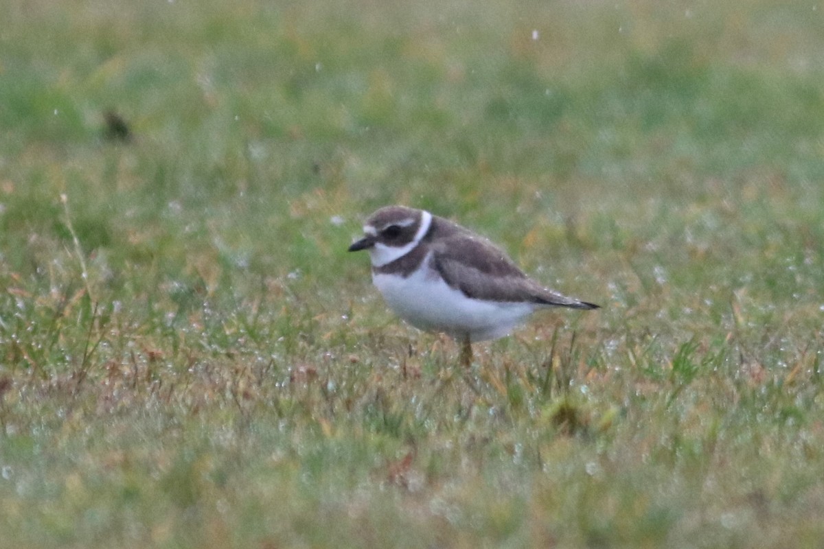 Semipalmated Plover - ML79825681