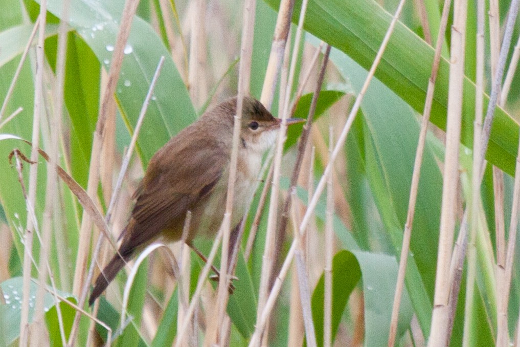 Common Reed Warbler - Sue Wright