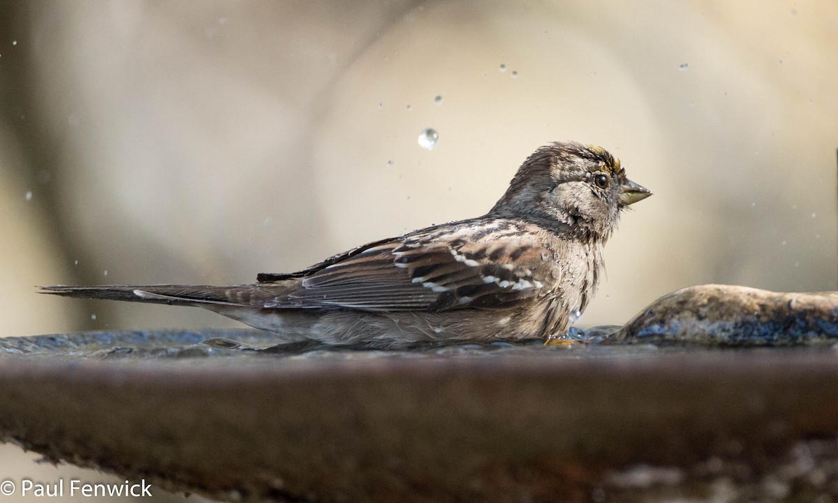 Golden-crowned Sparrow - ML79827561