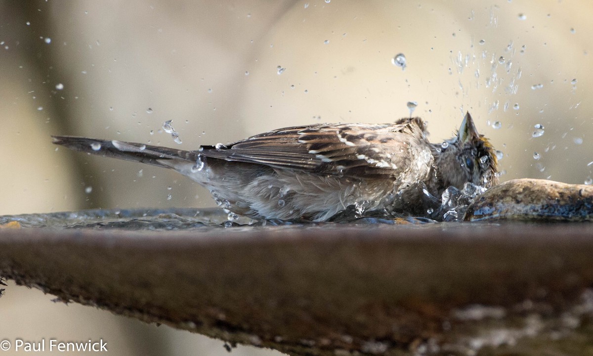 Golden-crowned Sparrow - ML79827571