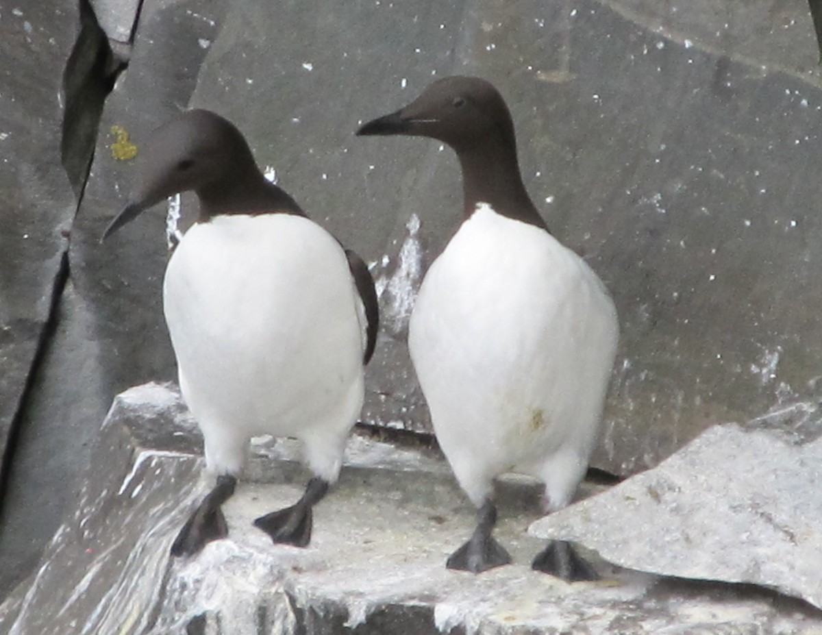 Thick-billed Murre - ML79827921